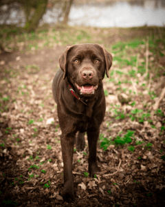 Photo of a brown Labrador, walking along a footpath.